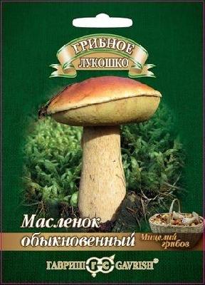 Грибы Масленок на зерновом субстрате Гавриш