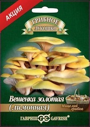 Грибы Вешенка золотая Лимонная (Гавр)